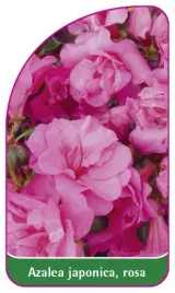 etykieta-szkolkarska-azalea-japonica-rosa-g
