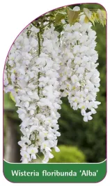 etykieta-szkolkarska-wisteria-floribunda-alba-b