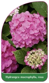 etykieta-szkolkarska-hydrangea-macrophylla-rosa-a