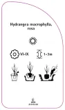 etykieta-szkolkarska-hydrangea-macrophylla-rosa-a-stan-nowy