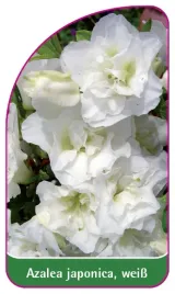 etykieta-szkolkarska-azalea-japonica-weiss-a