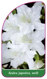 etykieta-szkolkarska-azalea-japonica-weiss-d