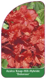 etykieta-szkolkarska-azalea-doloroso-b