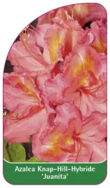 etykieta-szkolkarska-azalea-juanita-b