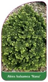 etykieta-szkolkarska-abies-balsamea-nana