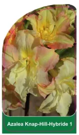 etykieta-szkolkarska-azalea-1