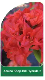 etykieta-szkolkarska-azalea-2