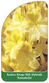 etykieta-szkolkarska-azalea-annabella