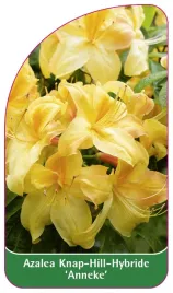 etykieta-szkolkarska-azalea-anneke-a