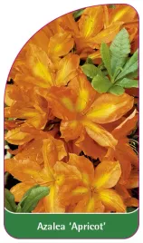 etykieta-szkolkarska-azalea-apricot-b