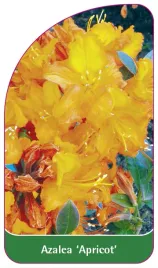 etykieta-szkolkarska-azalea-apricot-a