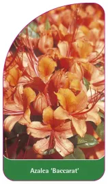 etykieta-szkolkarska-azalea-baccarat