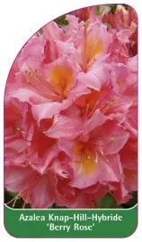 etykieta-szkolkarska-azalea-berry-rose-a