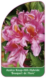 etykieta-szkolkarska-azalea-bouquet-de-flore