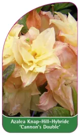 etykieta-szkolkarska-azalea-cannon-s-double-a