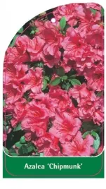 etykieta-szkolkarska-azalea-chipmunk