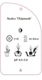 etykieta-szkolkarska-azalea-chipmunk-stan-nowy
