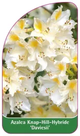 etykieta-szkolkarska-azalea-daviesii