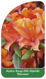 etykieta-szkolkarska-azalea-diorama