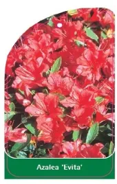 etykieta-szkolkarska-azalea-evita