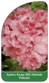 etykieta-szkolkarska-azalea-fabiola