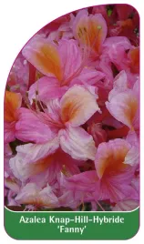 etykieta-szkolkarska-azalea-fanny