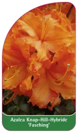 etykieta-szkolkarska-azalea-fasching