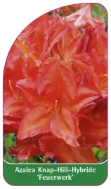 etykieta-szkolkarska-azalea-feuerwerk