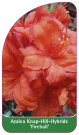 etykieta-szkolkarska-azalea-fireball