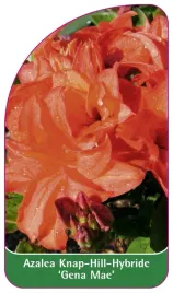 etykieta-szkolkarska-azalea-gena-mae-b