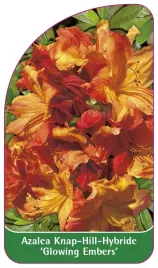 etykieta-szkolkarska-azalea-glowing-embers-a