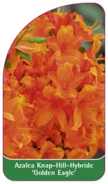 etykieta-szkolkarska-azalea-golden-eagle