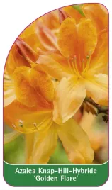 etykieta-szkolkarska-azalea-golden-flare-b