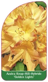 etykieta-szkolkarska-azalea-golden-lights