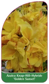 etykieta-szkolkarska-azalea-golden-sunset-b