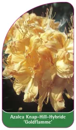 etykieta-szkolkarska-azalea-goldflamme-a