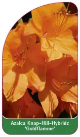 etykieta-szkolkarska-azalea-goldflamme-b