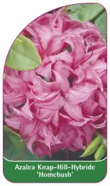 etykieta-szkolkarska-azalea-homebush