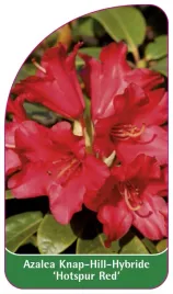 etykieta-szkolkarska-azalea-hotspur-red