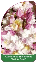 etykieta-szkolkarska-azalea-jack-a-sand