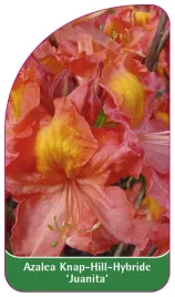 etykieta-szkolkarska-azalea-juanita-a