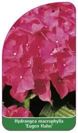 etykieta-szkolkarska-hydrangea-macrophylla-eugen-hahn-b