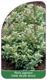 etykieta-szkolkarska-pieris-japonica-little-heath-green-b
