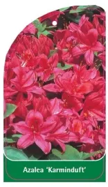 etykieta-szkolkarska-azalea-karminduft