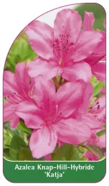 etykieta-szkolkarska-azalea-katja-standard