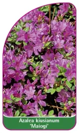 etykieta-szkolkarska-azalea-kiusianum-maiogi-mini