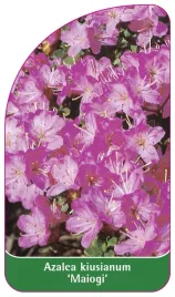 etykieta-szkolkarska-azalea-kiusianum-maiogi-standard