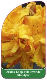 etykieta-szkolkarska-azalea-klondyke