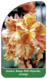 etykieta-szkolkarska-azalea-knap-hill-orange