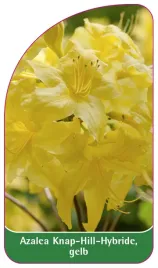 etykieta-szkolkarska-azalea-knap-hillgelb
